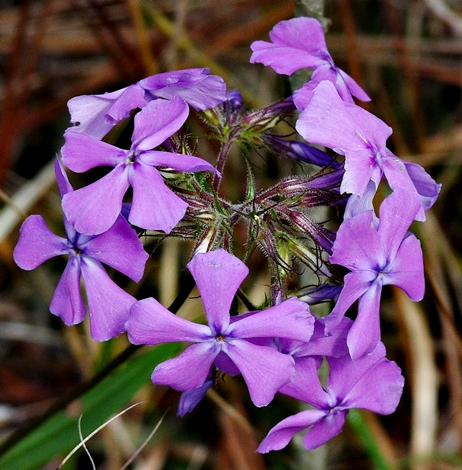 {Phlox pilosa}